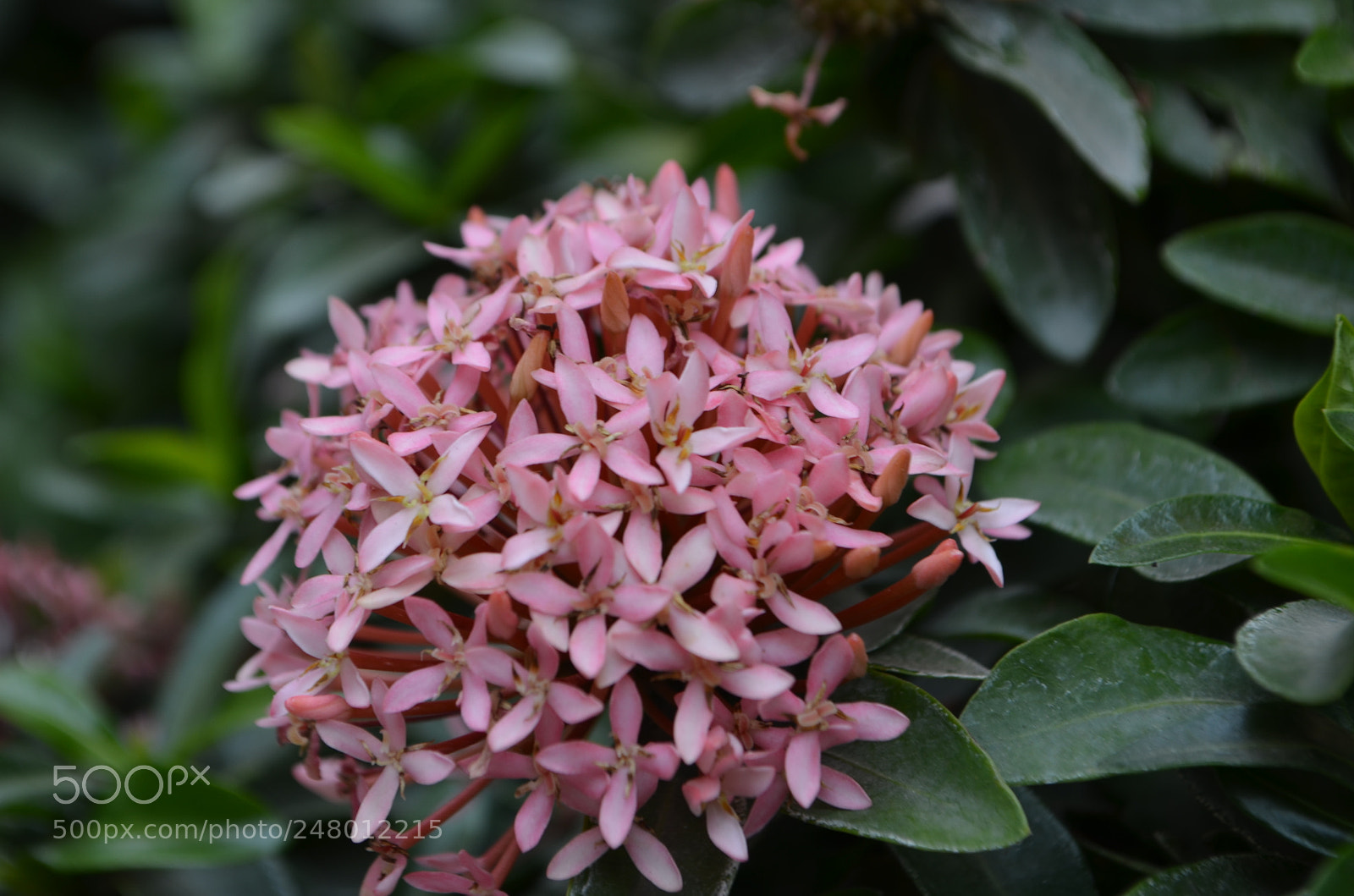 Nikon D5100 sample photo. Sakura photography