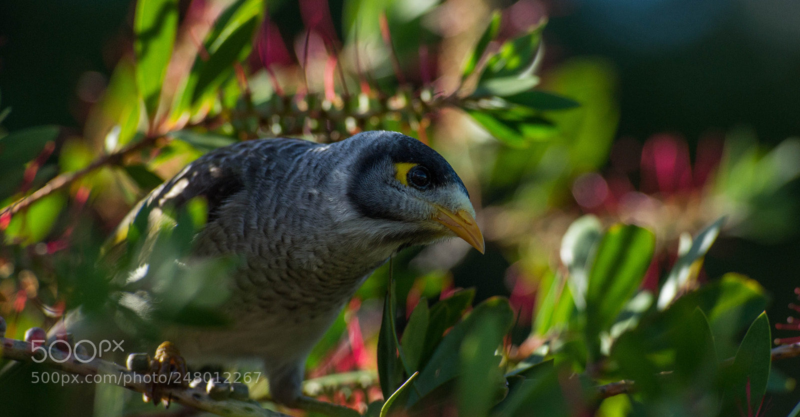 Nikon D610 sample photo. Noisy miner photography