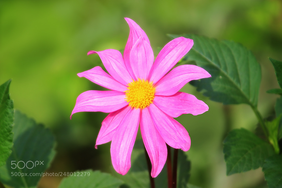 Canon EOS 1300D (EOS Rebel T6 / EOS Kiss X80) sample photo. Pink flower photography
