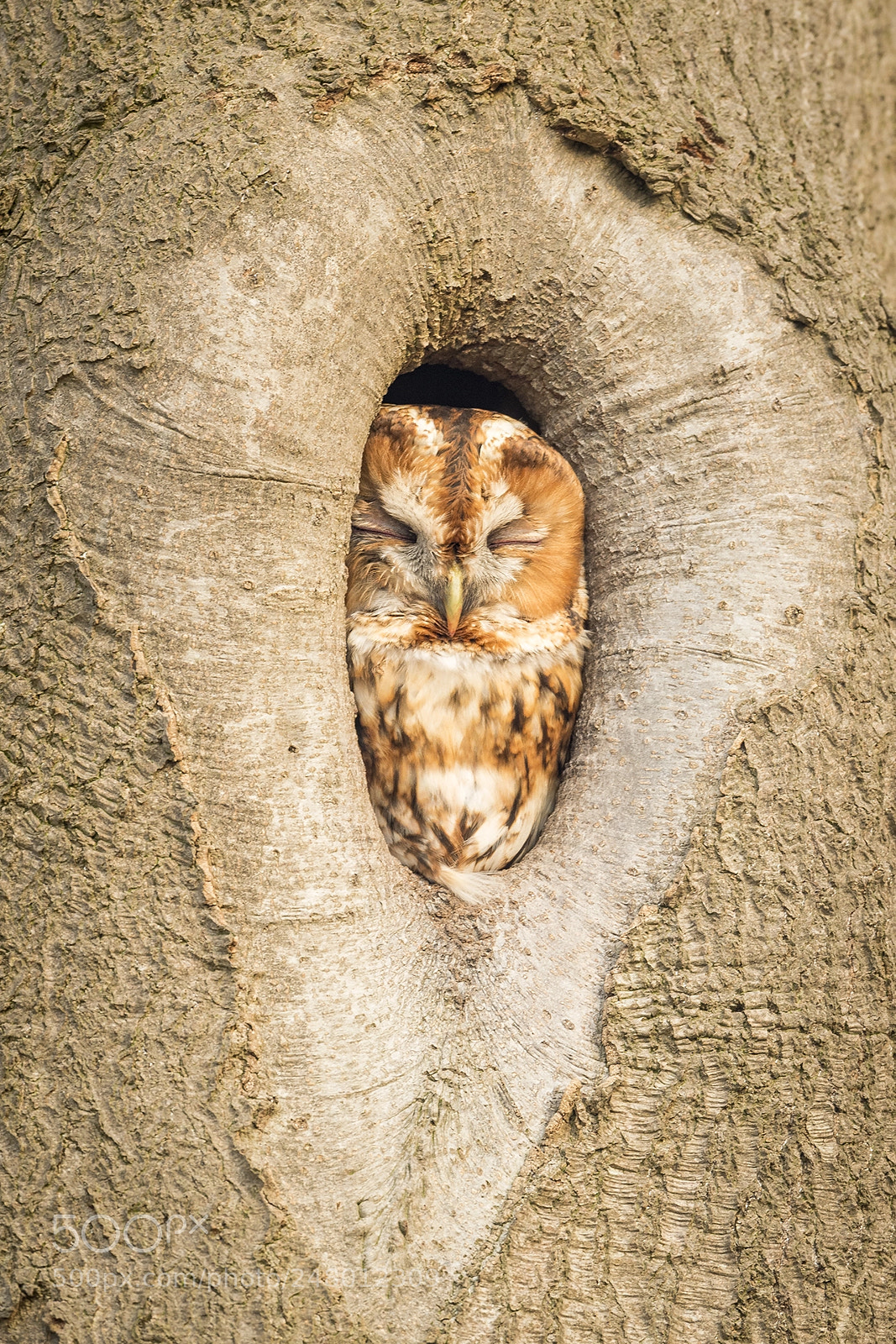 Nikon D500 sample photo. Tawny owl sleeping photography