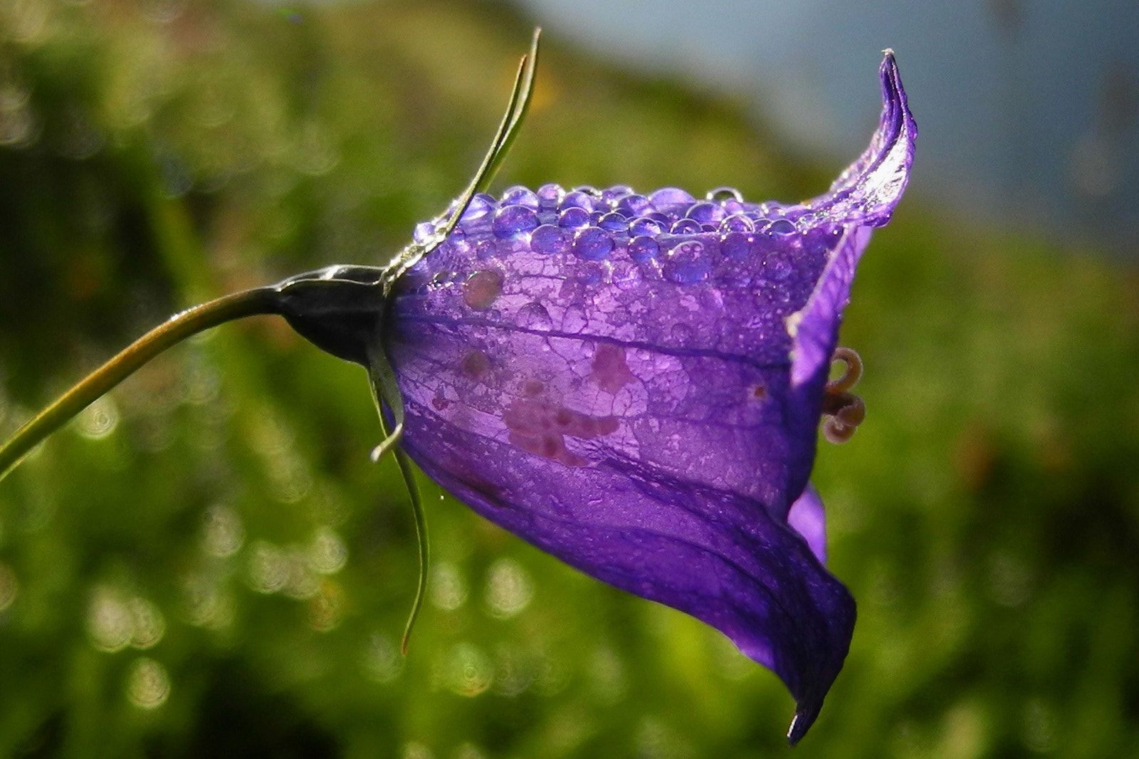 Nikon Coolpix P7100 sample photo. Flower in the sun@marcus zimmermann photography