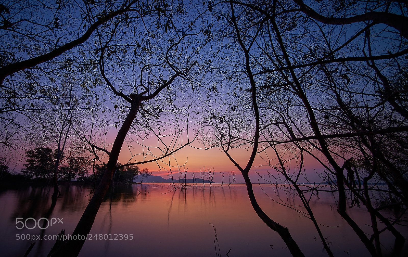 Sony a7 II sample photo. Tree texture with twilight photography
