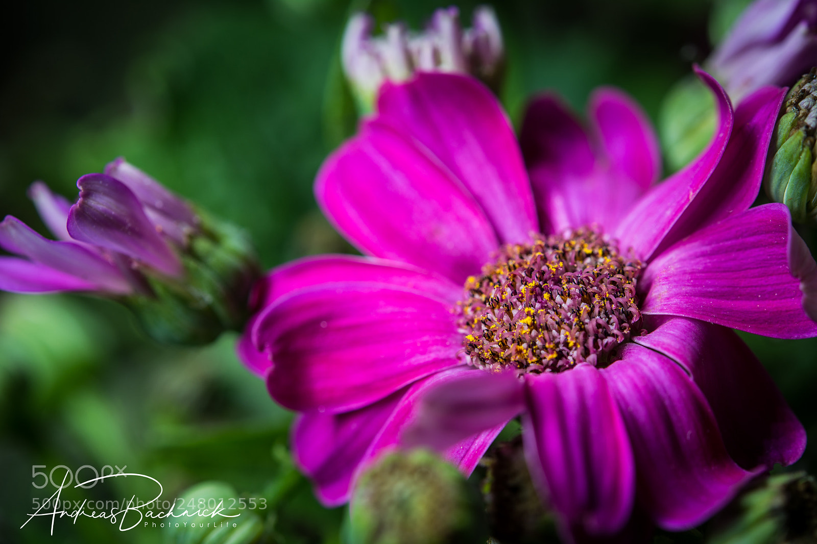 Nikon D5200 sample photo. One among many photography