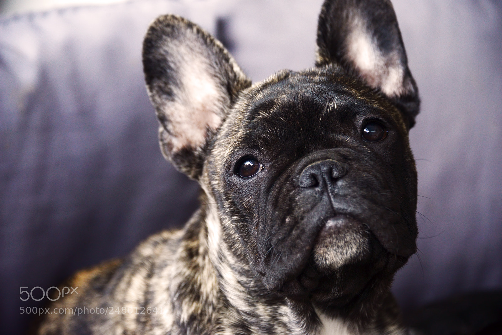 Nikon D800 sample photo. Tiffany photography