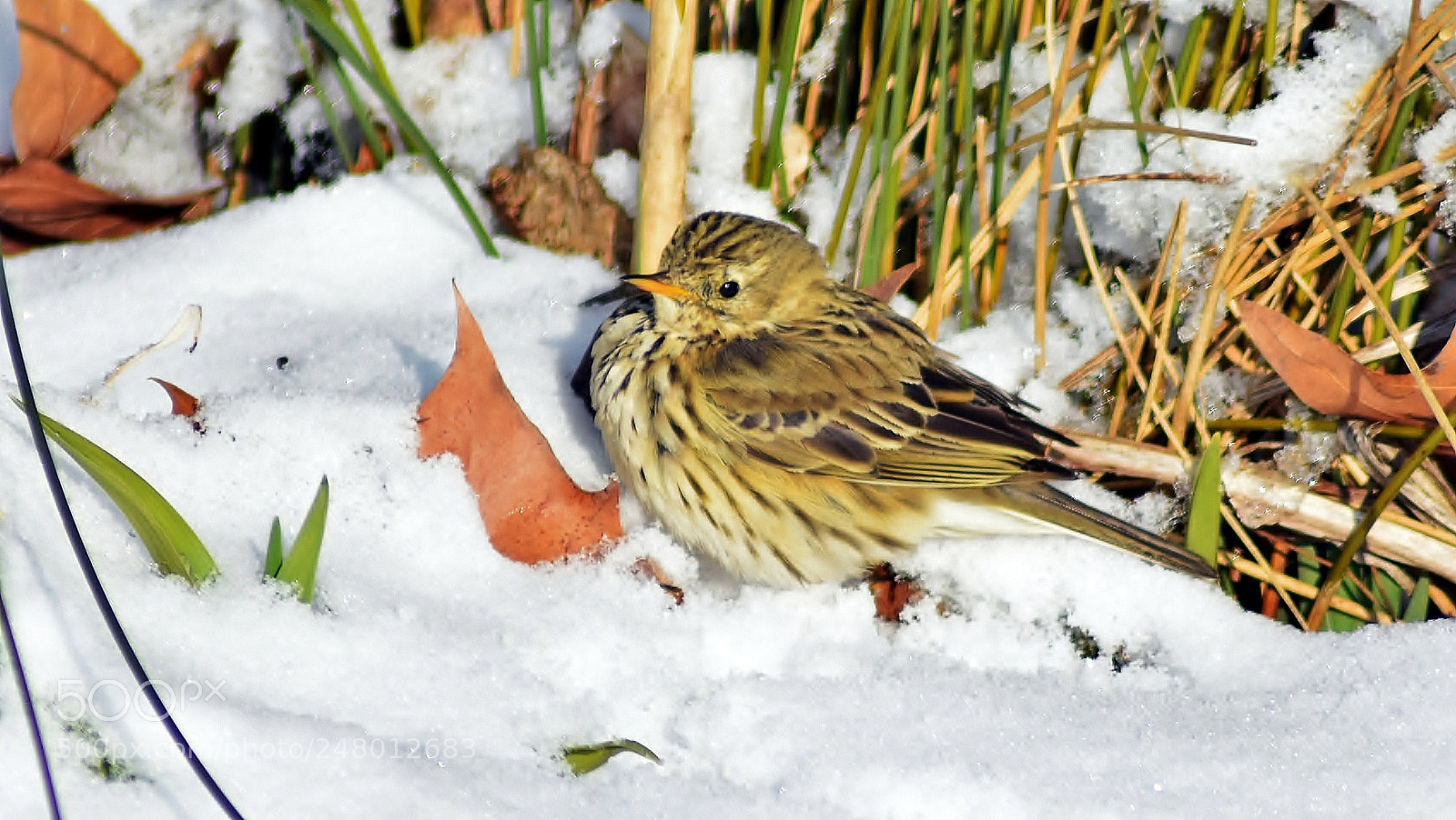Nikon D3400 sample photo. Rock pipit in hyde photography