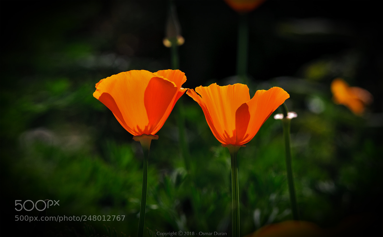 Nikon D300 sample photo. Brindis photography
