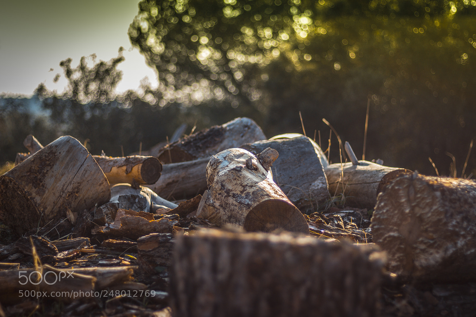 Canon EOS 600D (Rebel EOS T3i / EOS Kiss X5) sample photo. Wood photography