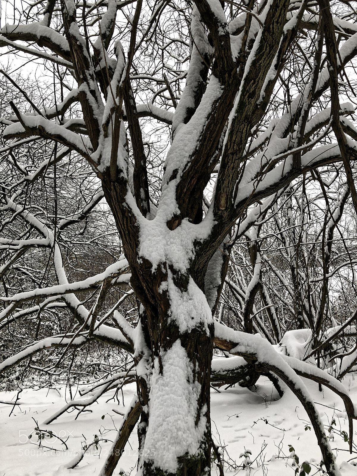 Apple iPhone 8 Plus sample photo. Snow wood photography