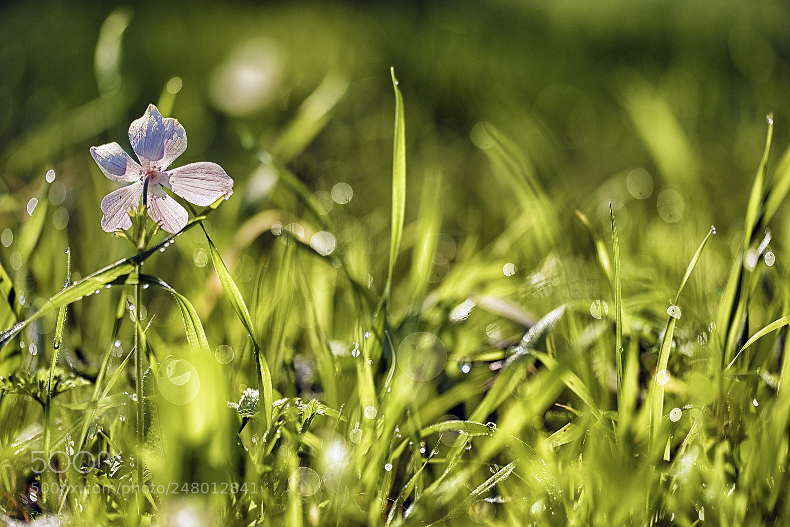 Nikon D810 sample photo. Back light photography