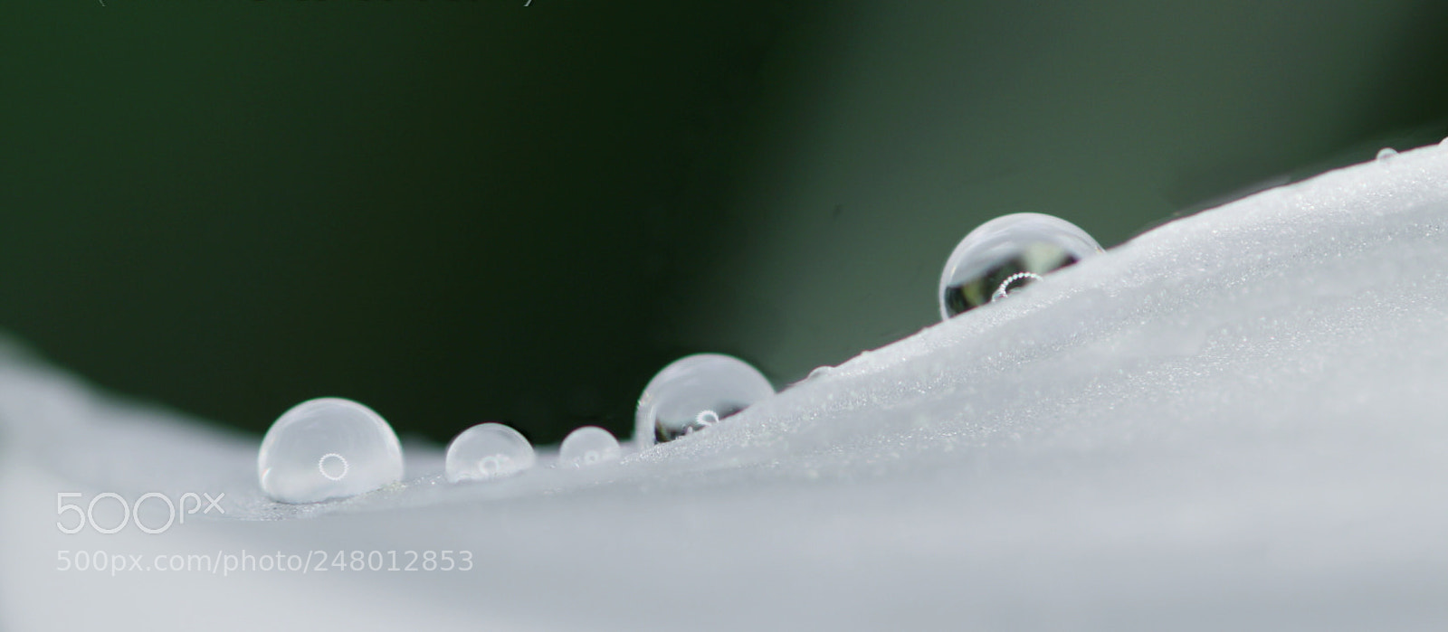 Canon EOS 100D (EOS Rebel SL1 / EOS Kiss X7) sample photo. Morning dew drops on photography