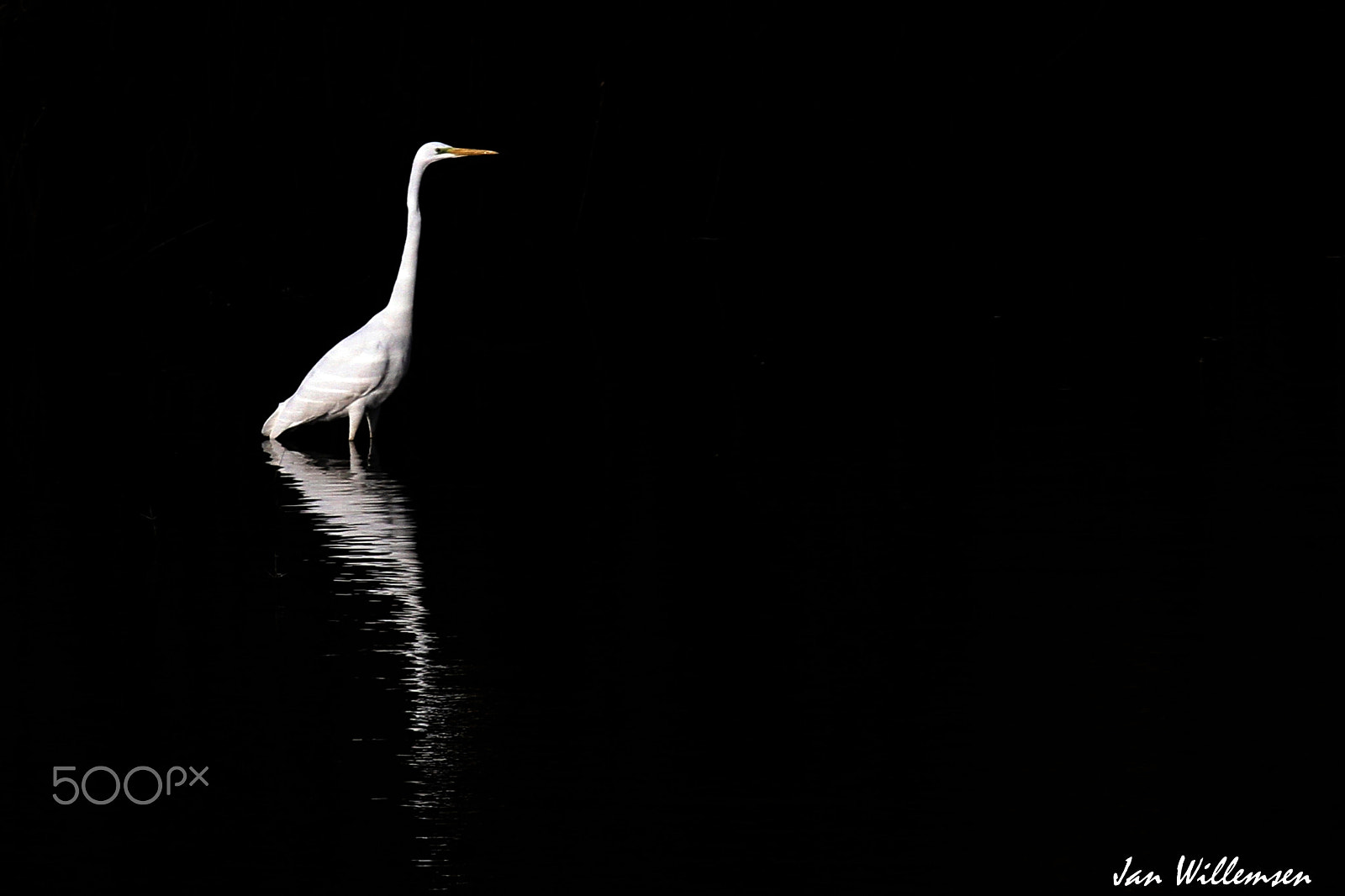 Canon EOS 7D + Canon EF 100-400mm F4.5-5.6L IS USM sample photo. Great white egret photography
