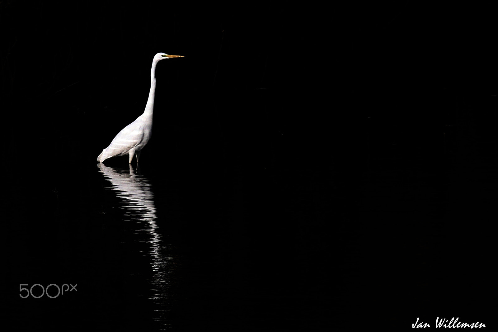 Canon EF 100-400mm F4.5-5.6L IS USM sample photo. Great white egret photography