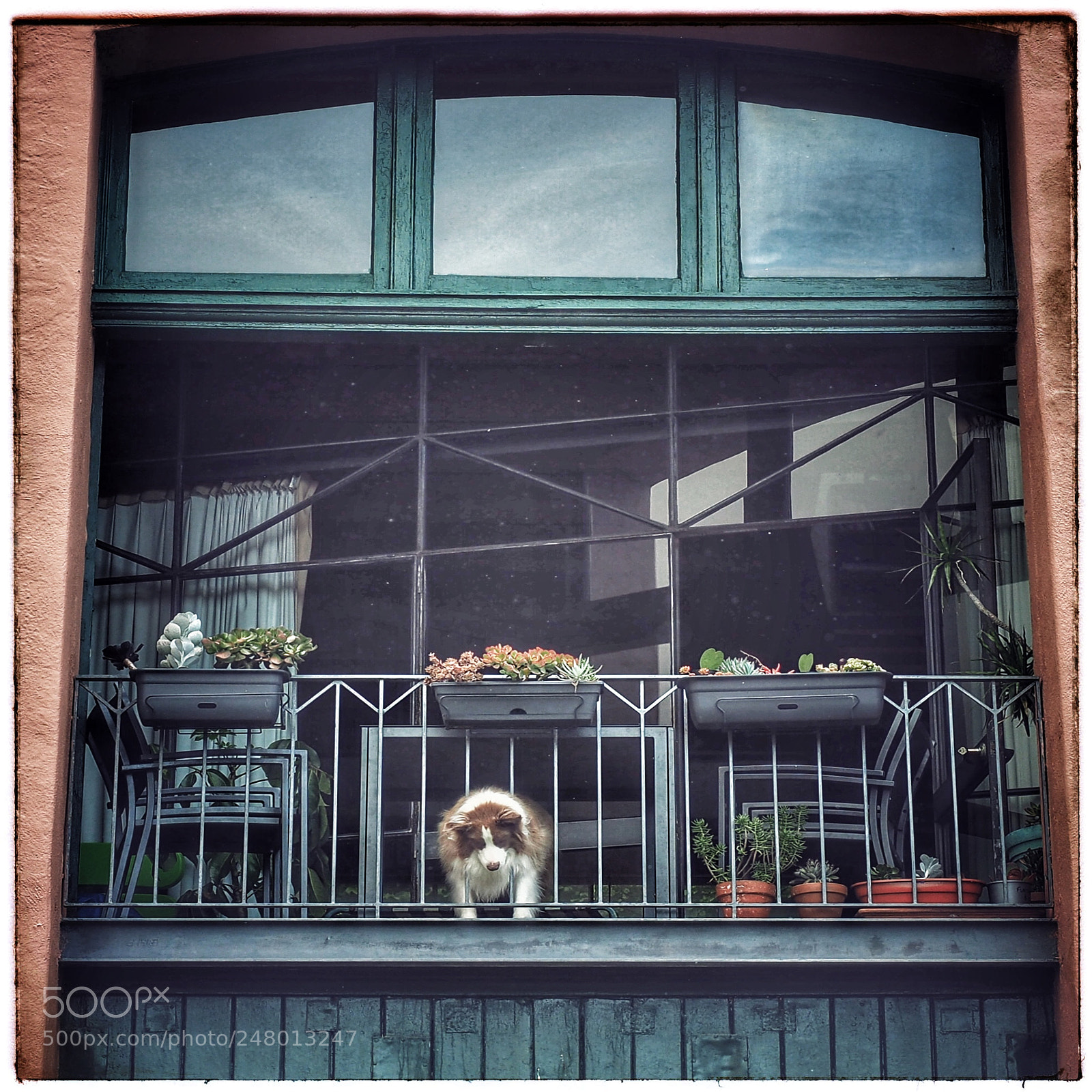 Olympus OM-D E-M5 II sample photo. Balcony dog photography