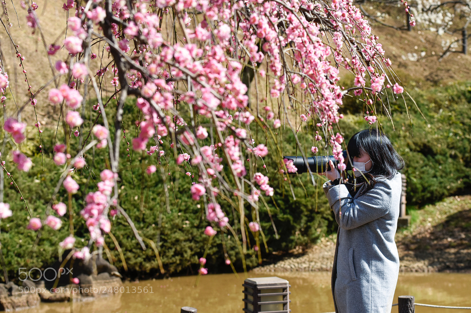 Nikon D810 sample photo. Plum blossom girl photography