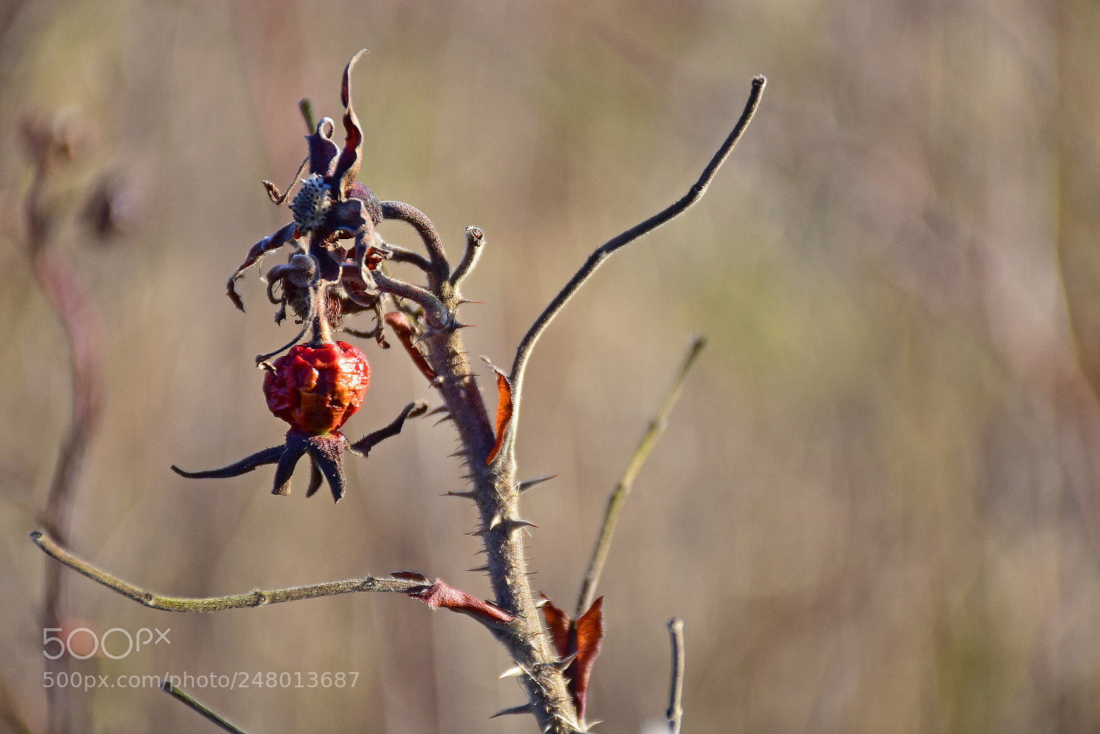 Nikon D7200 sample photo. Dried rosehip photography