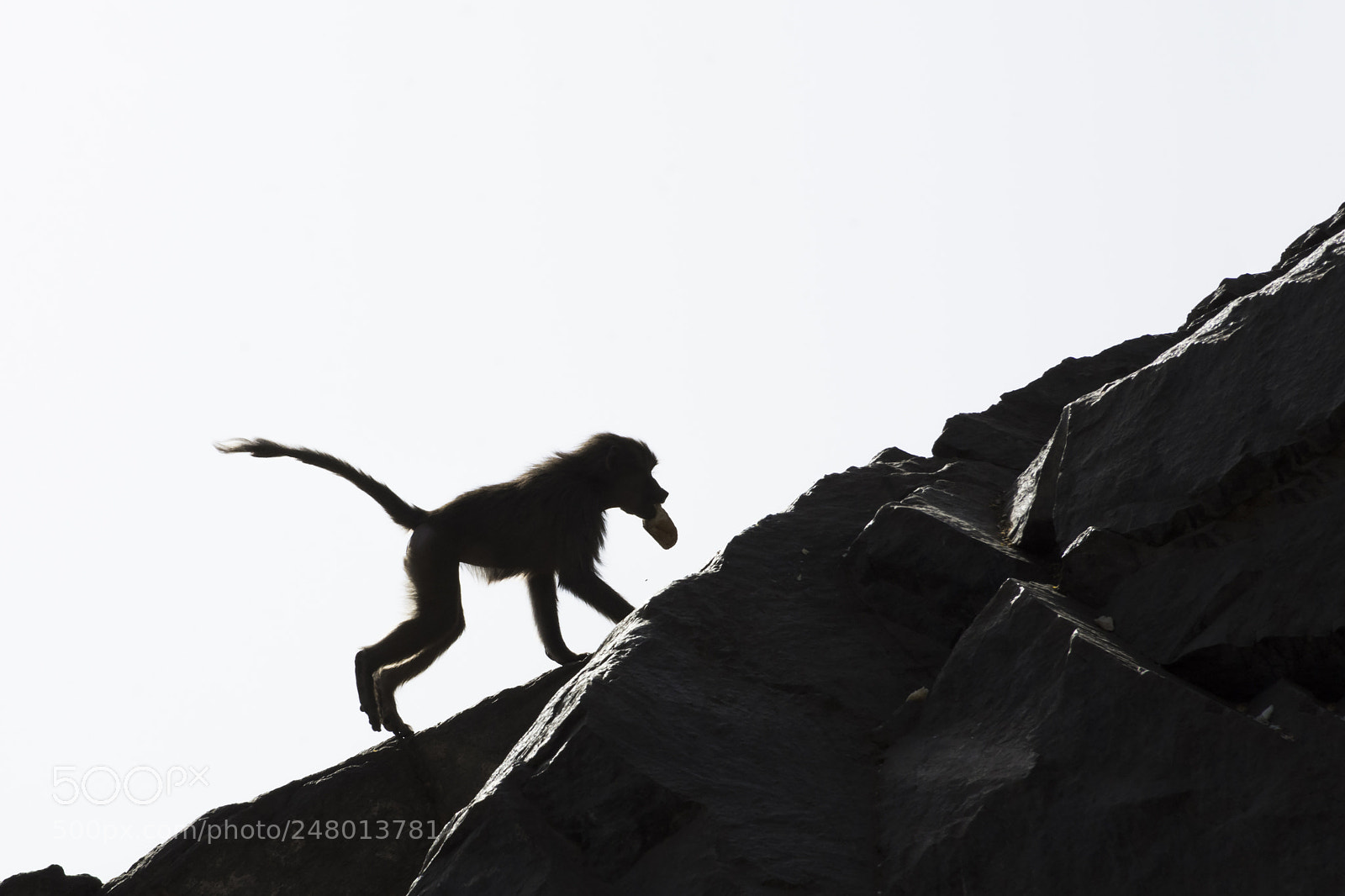 Nikon D7100 sample photo. Hamadryas baboon photography