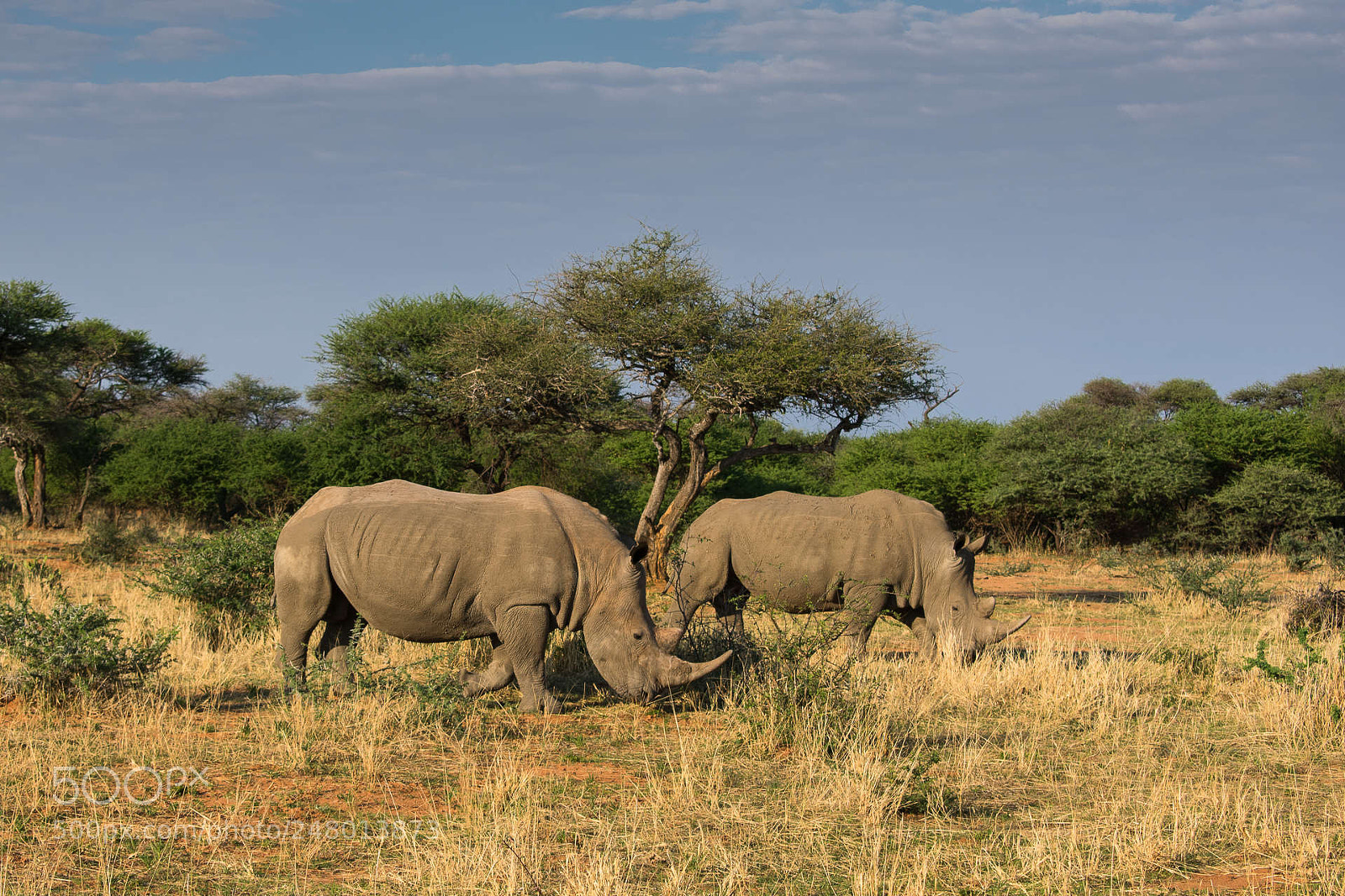 Nikon D3400 sample photo. Rhinos photography