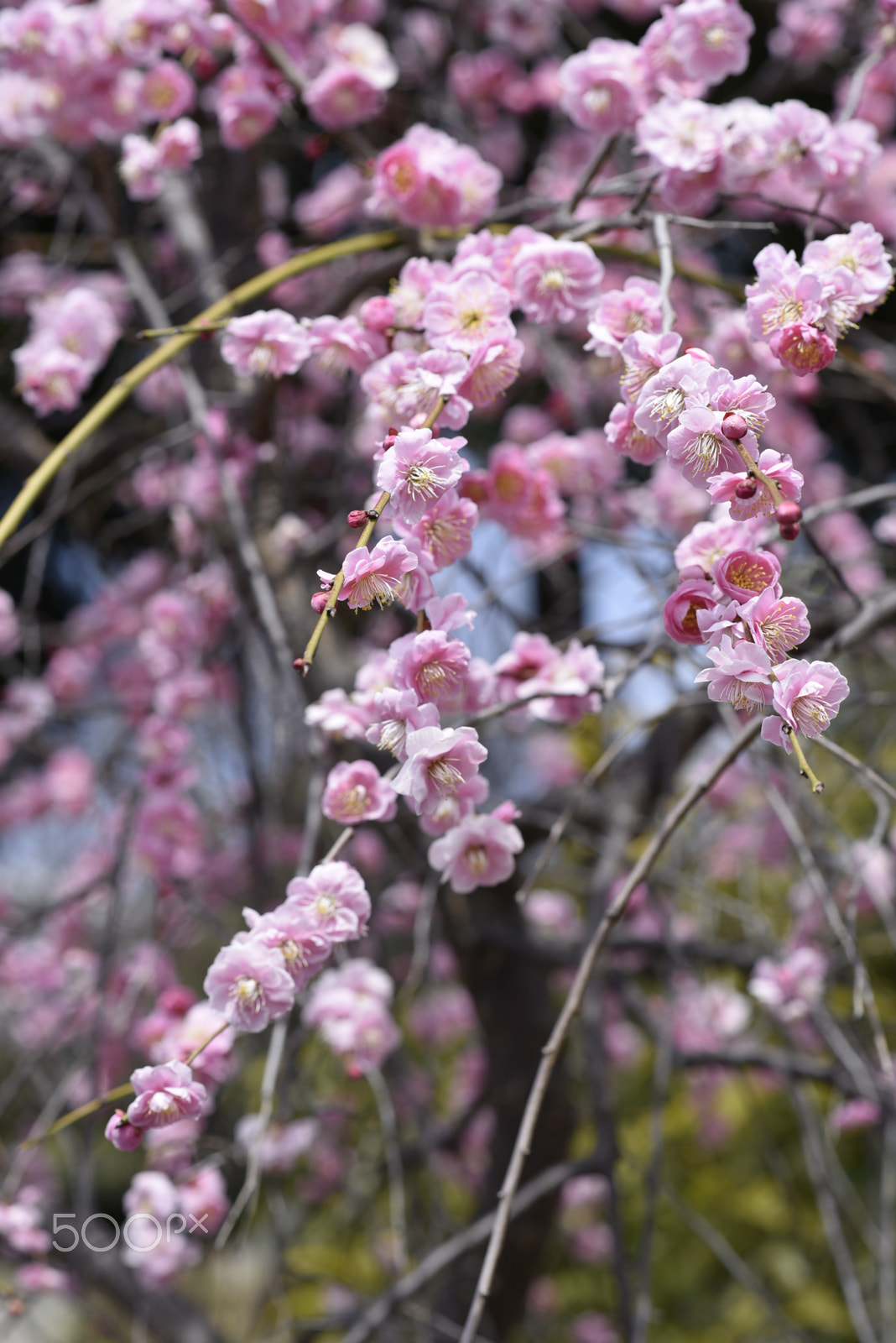 Nikon D750 + Nikon AF-S Nikkor 85mm F1.8G sample photo. Ume photography