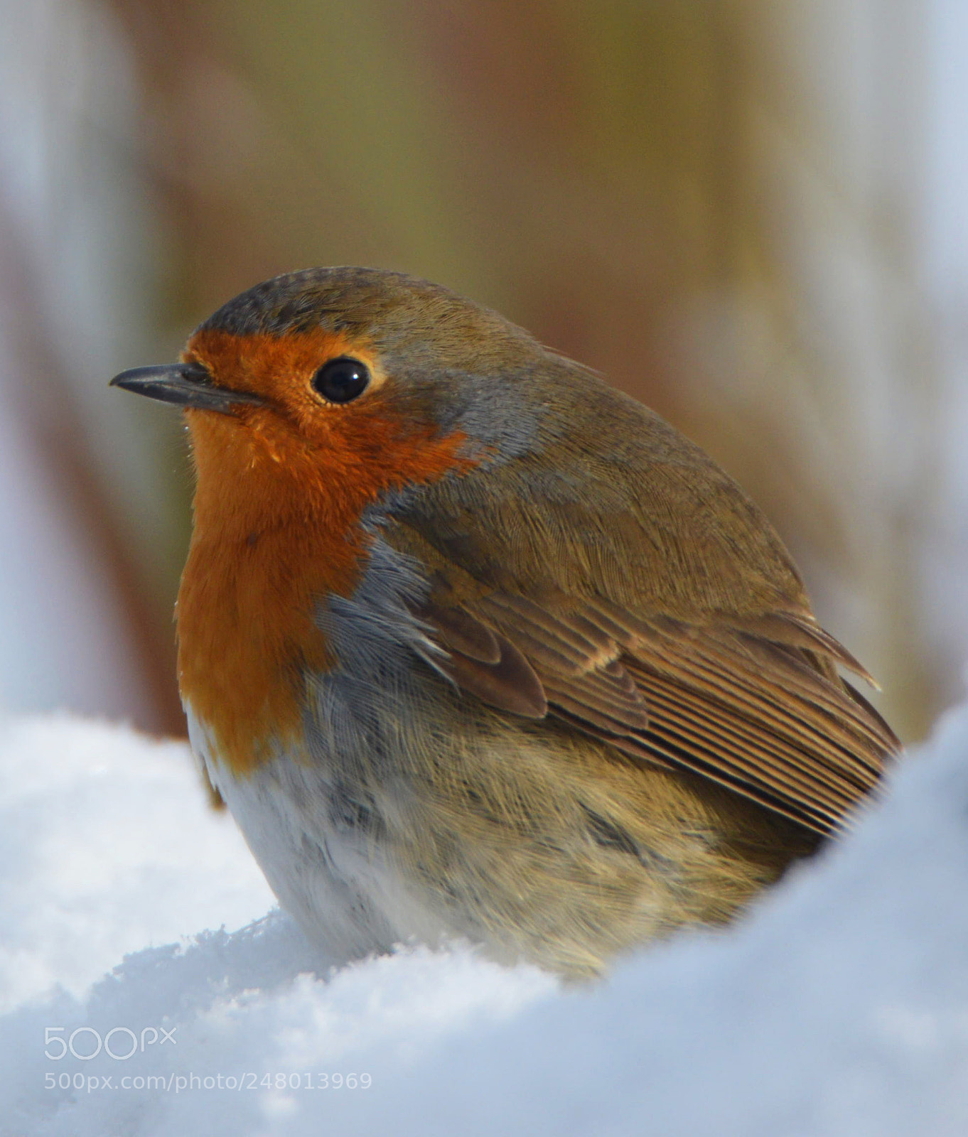 Nikon D3200 sample photo. Robin photography