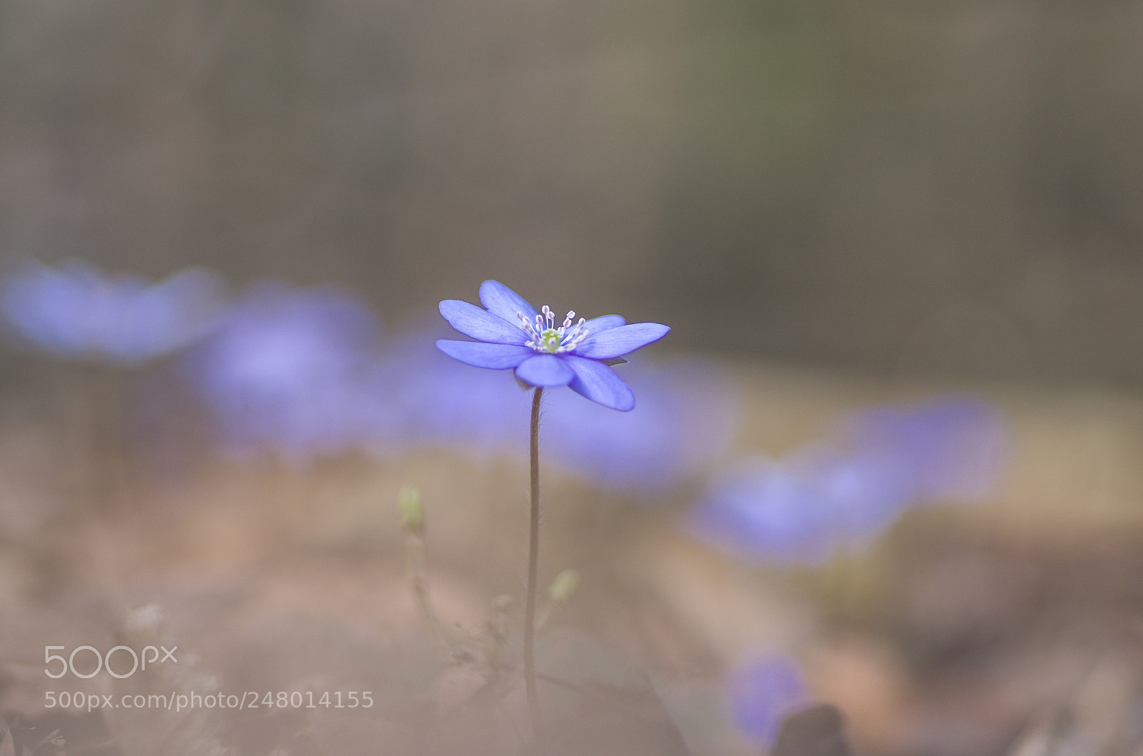 Pentax K-5 sample photo. Leberblümchen photography