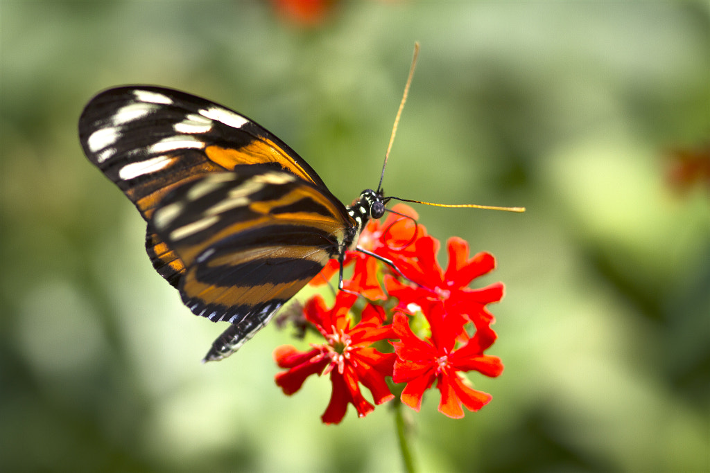 Farfalla/Butterfly 003 by Luca Vallongo / 500px