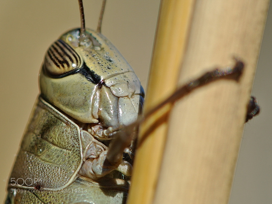 Nikon 1 V1 sample photo. Aeffo photography
