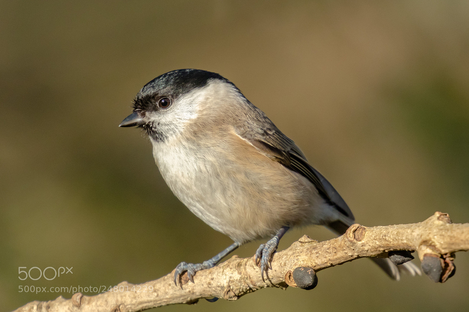 Canon EOS 7D Mark II sample photo. Marsh tit photography