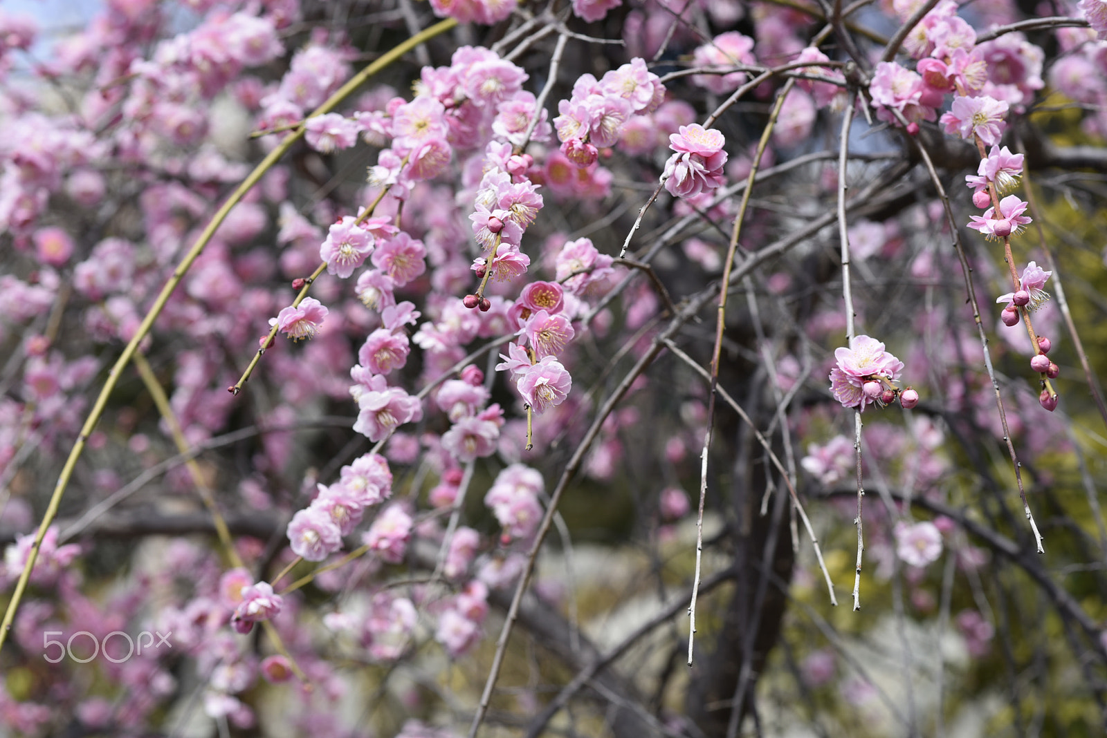 Nikon AF-S Nikkor 85mm F1.8G sample photo. Ume photography