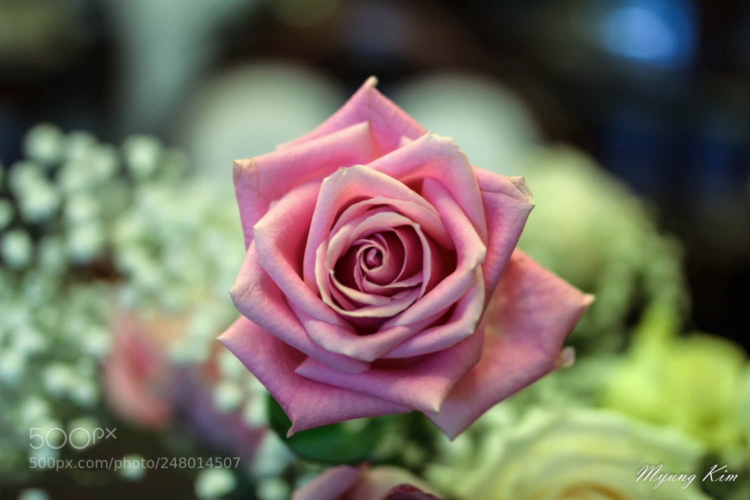 Canon EOS 60D sample photo. Img photography