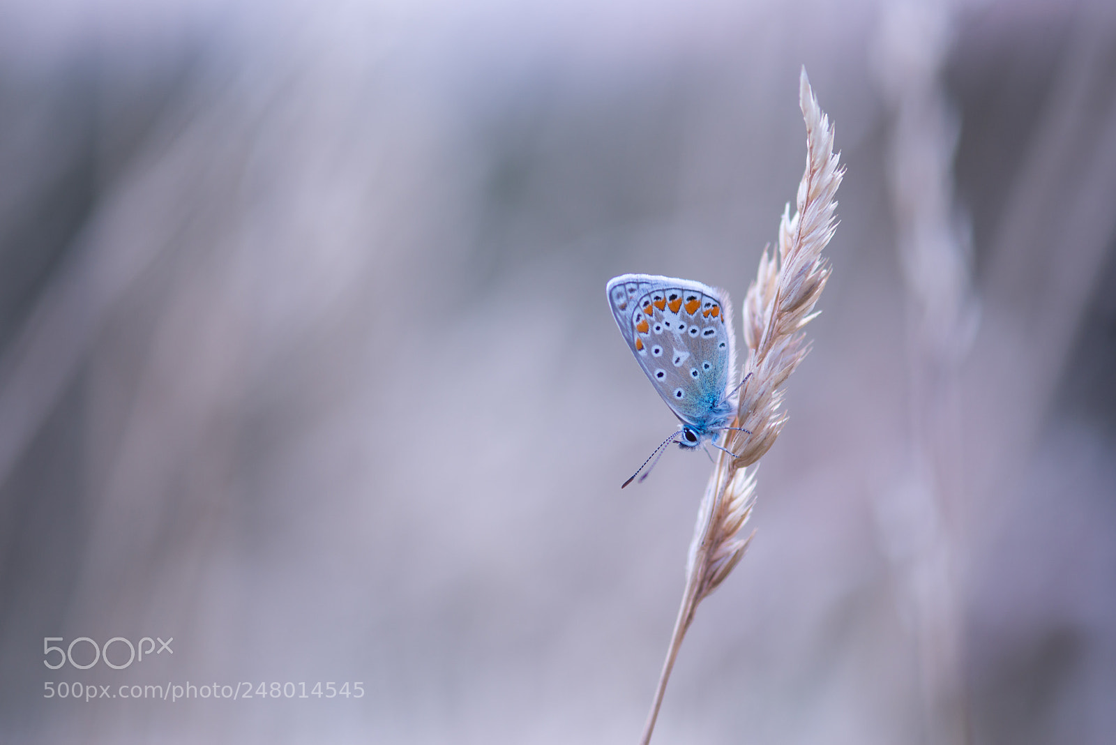 Nikon D800 sample photo. Des couleurs et des photography