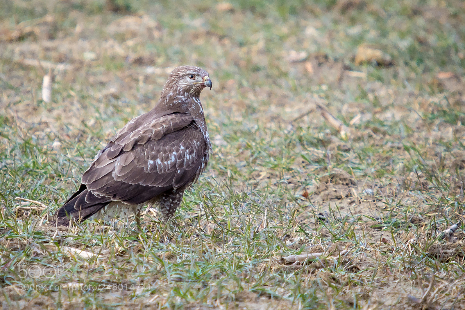 Nikon D610 sample photo. Eurasian buzzard [buteo buteo] photography