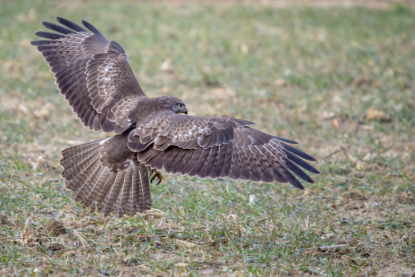 Nikon D610 sample photo. Eurasian buzzard [buteo buteo] photography