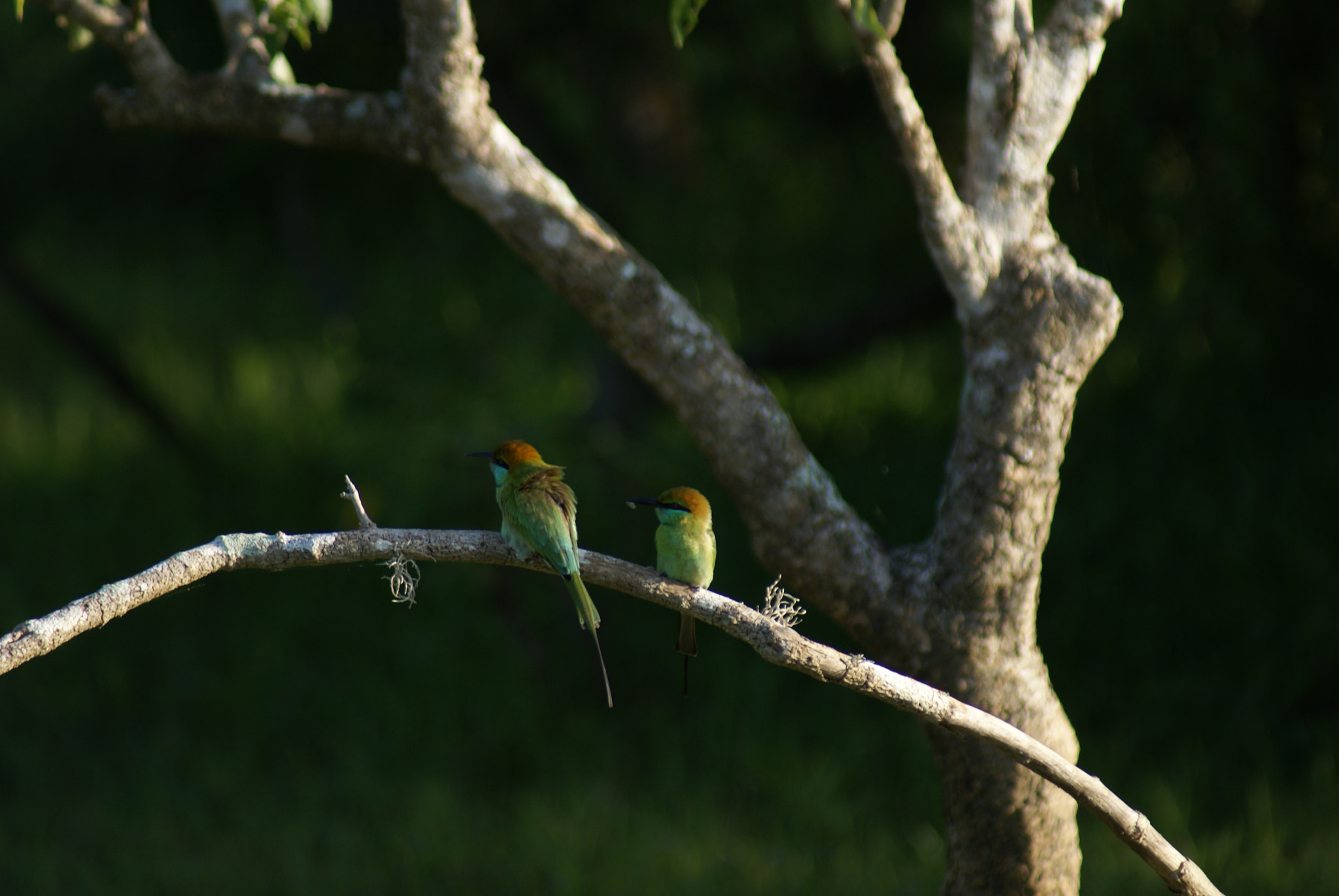 Sony Alpha DSLR-A100 sample photo. Birds photography