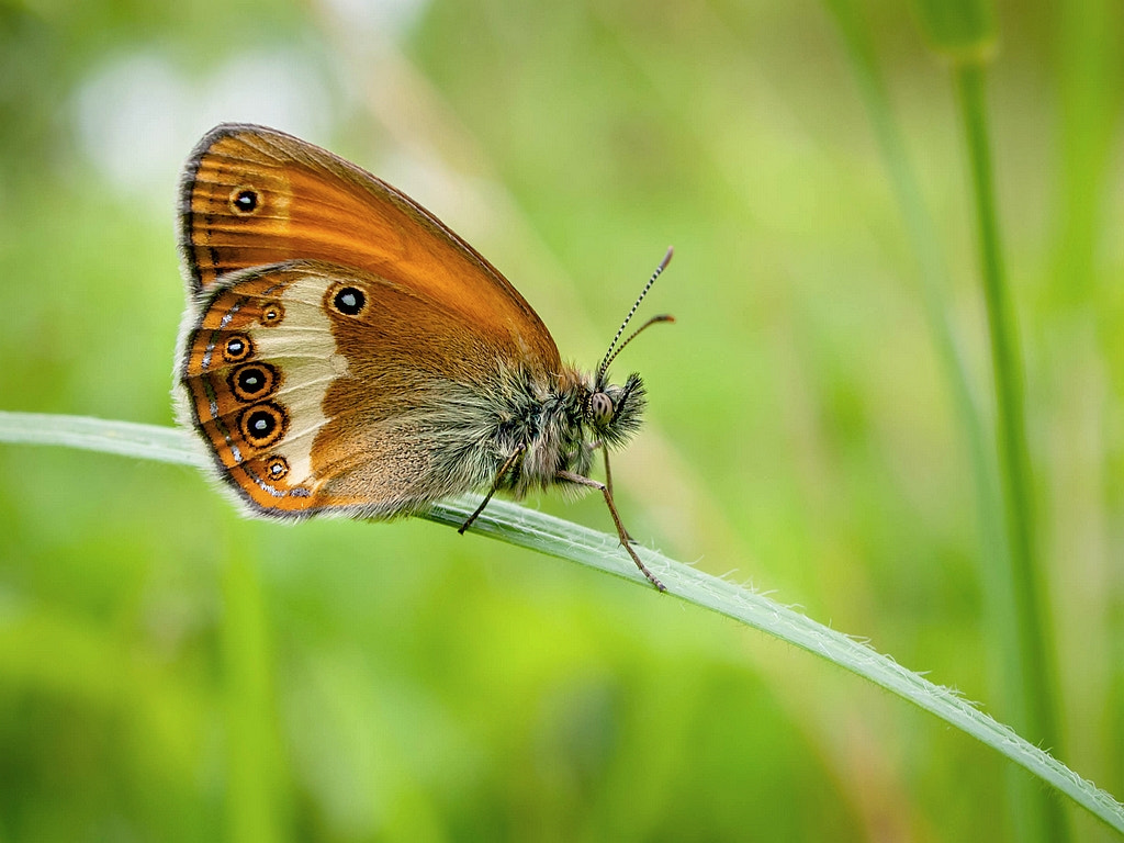 Olympus E-330 (EVOLT E-330) sample photo. Coenonympha arcania photography