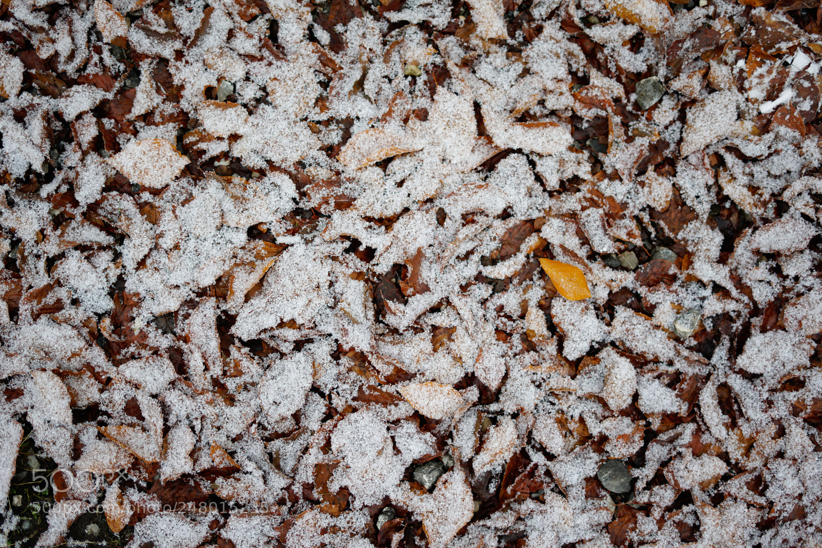 Sony a7R sample photo. Winter pattern photography