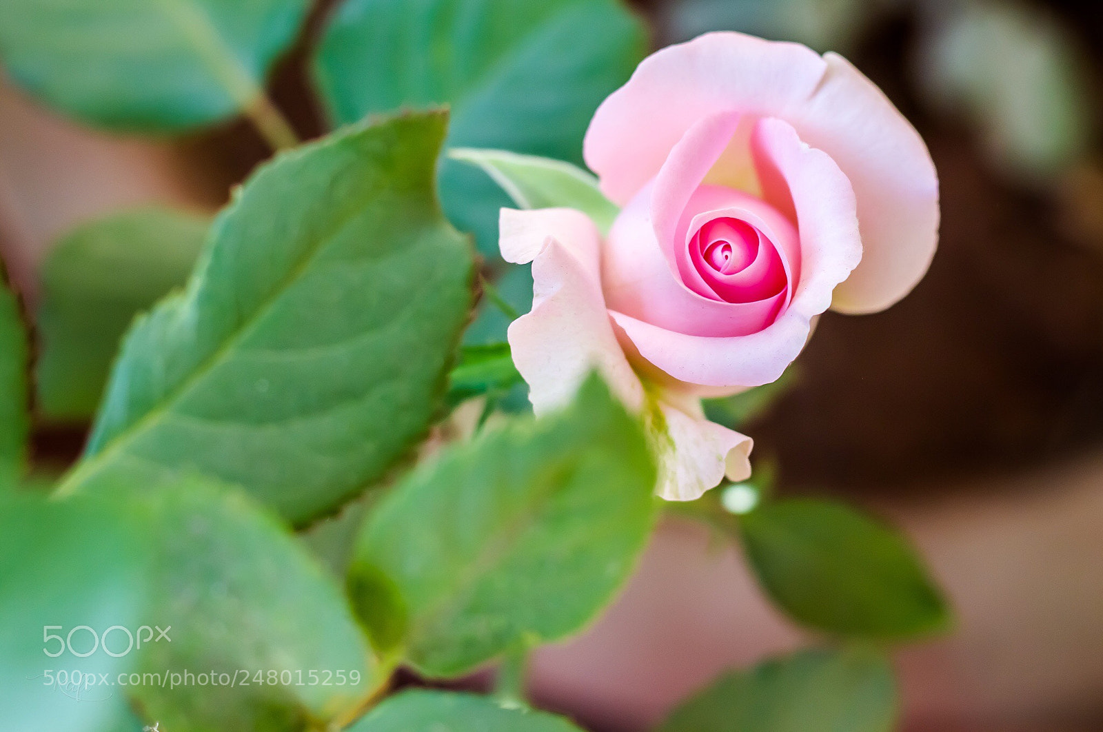 Canon EOS 700D (EOS Rebel T5i / EOS Kiss X7i) sample photo. Pink flower photography