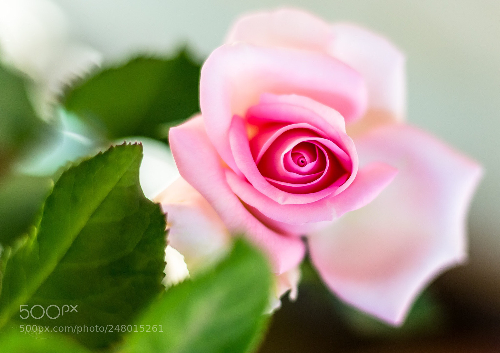 Canon EOS 700D (EOS Rebel T5i / EOS Kiss X7i) sample photo. Pink flower photography