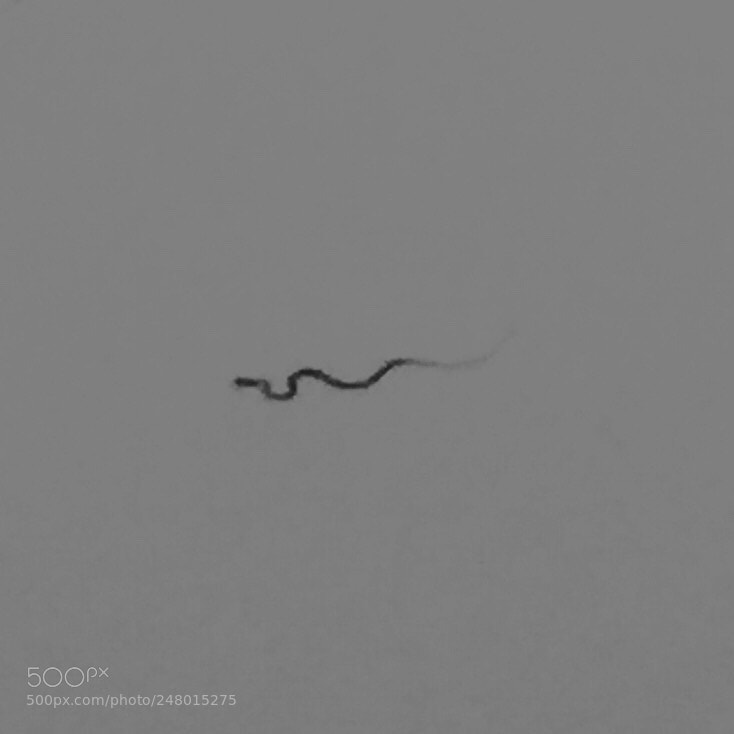 Apple iPhone 6 sample photo. Snake in lake photography