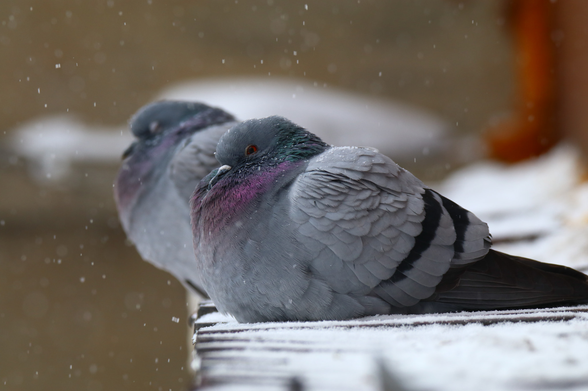 Canon EOS 80D + Tamron SP 150-600mm F5-6.3 Di VC USD sample photo. 风雪中的双鸽two dove in the wind and snow photography