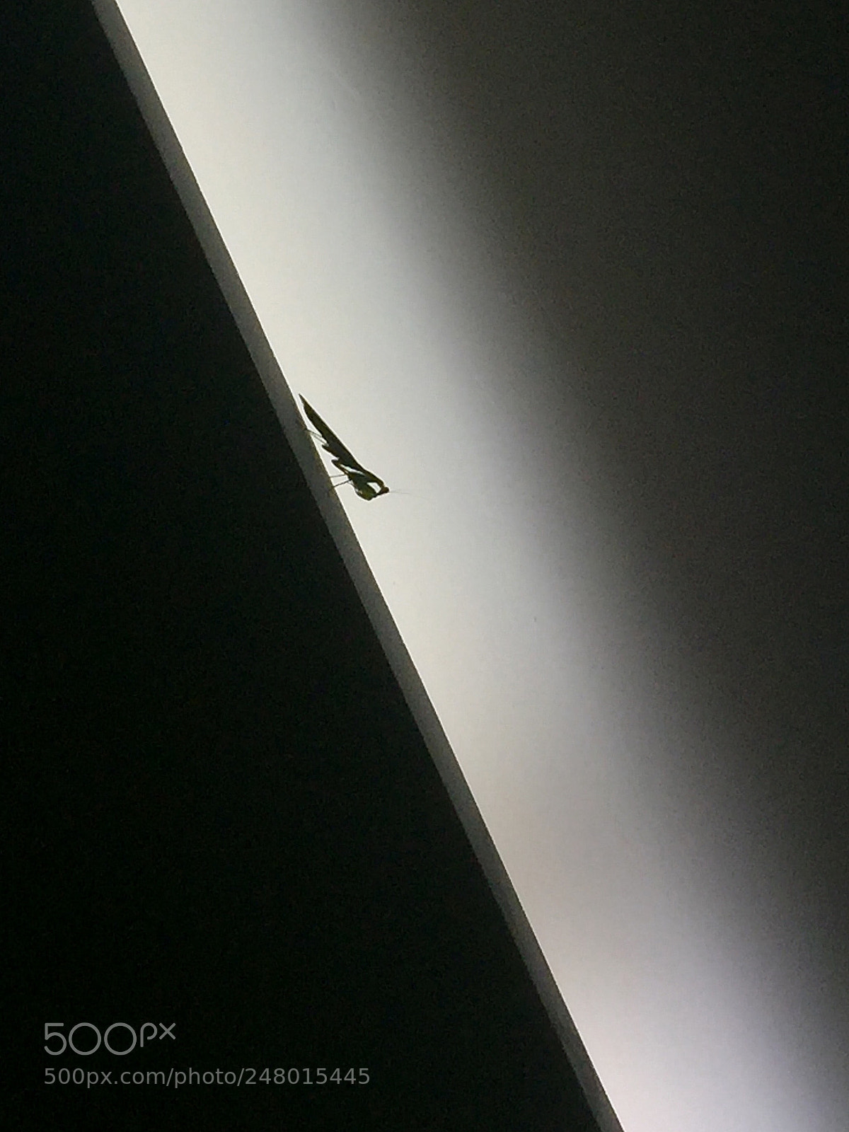 Apple iPhone 6 sample photo. Mantis photography