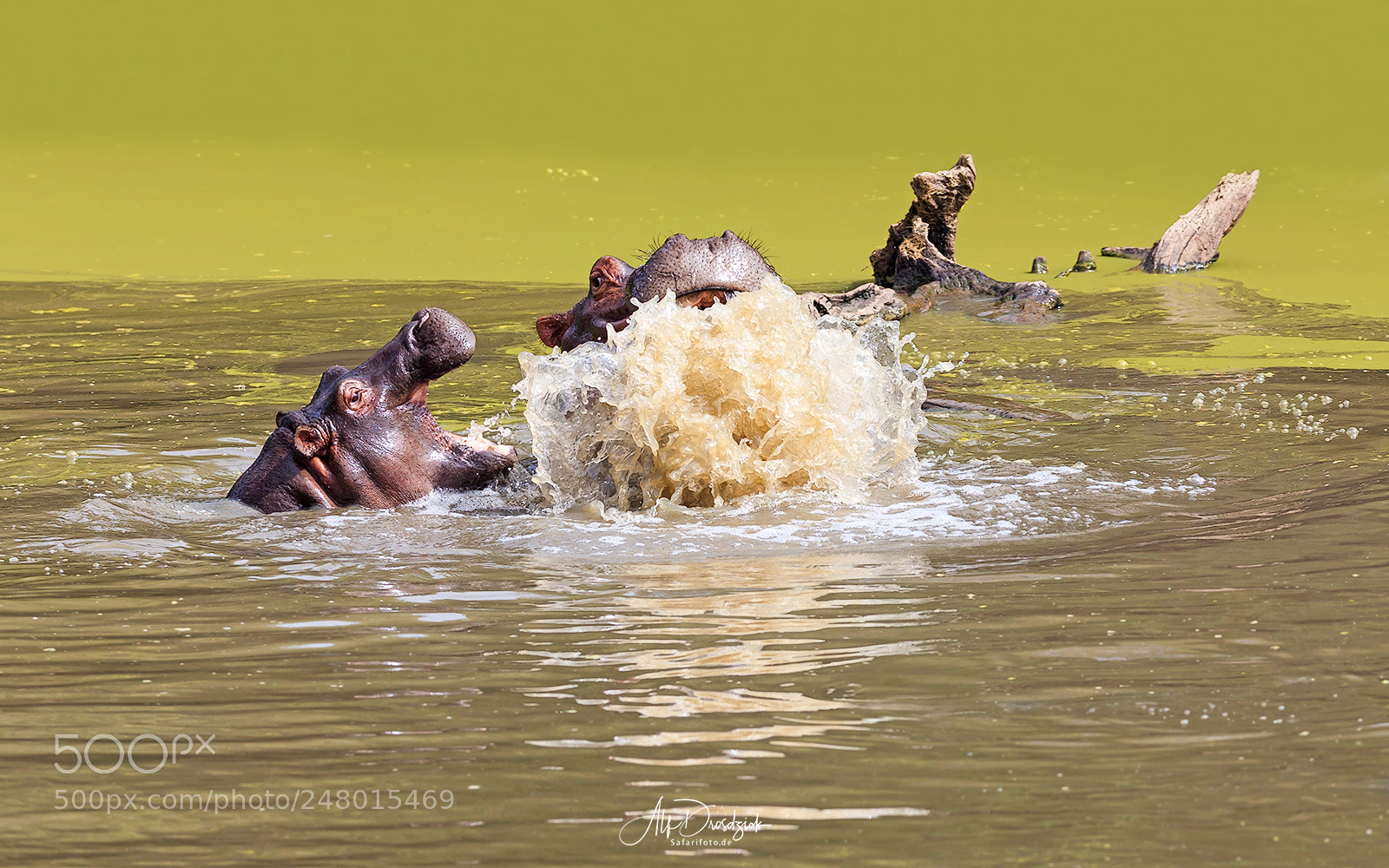 Canon EOS 5DS R sample photo. Hippos in the pool photography