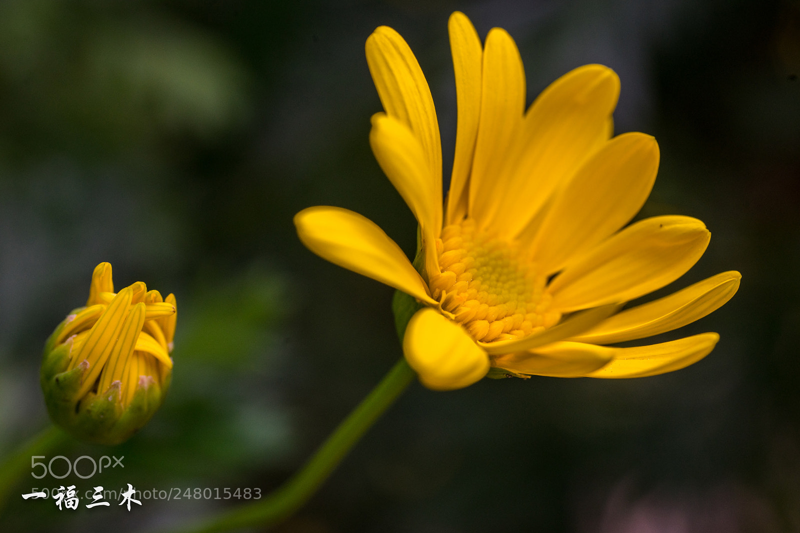 Sony a7 II sample photo. Untitled photography