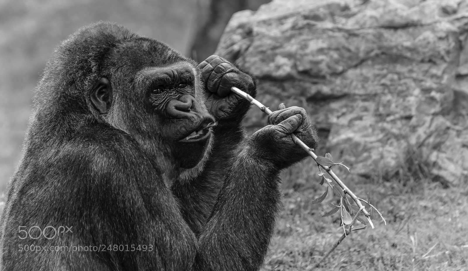 Nikon D7100 sample photo. "having some bamboo" photography
