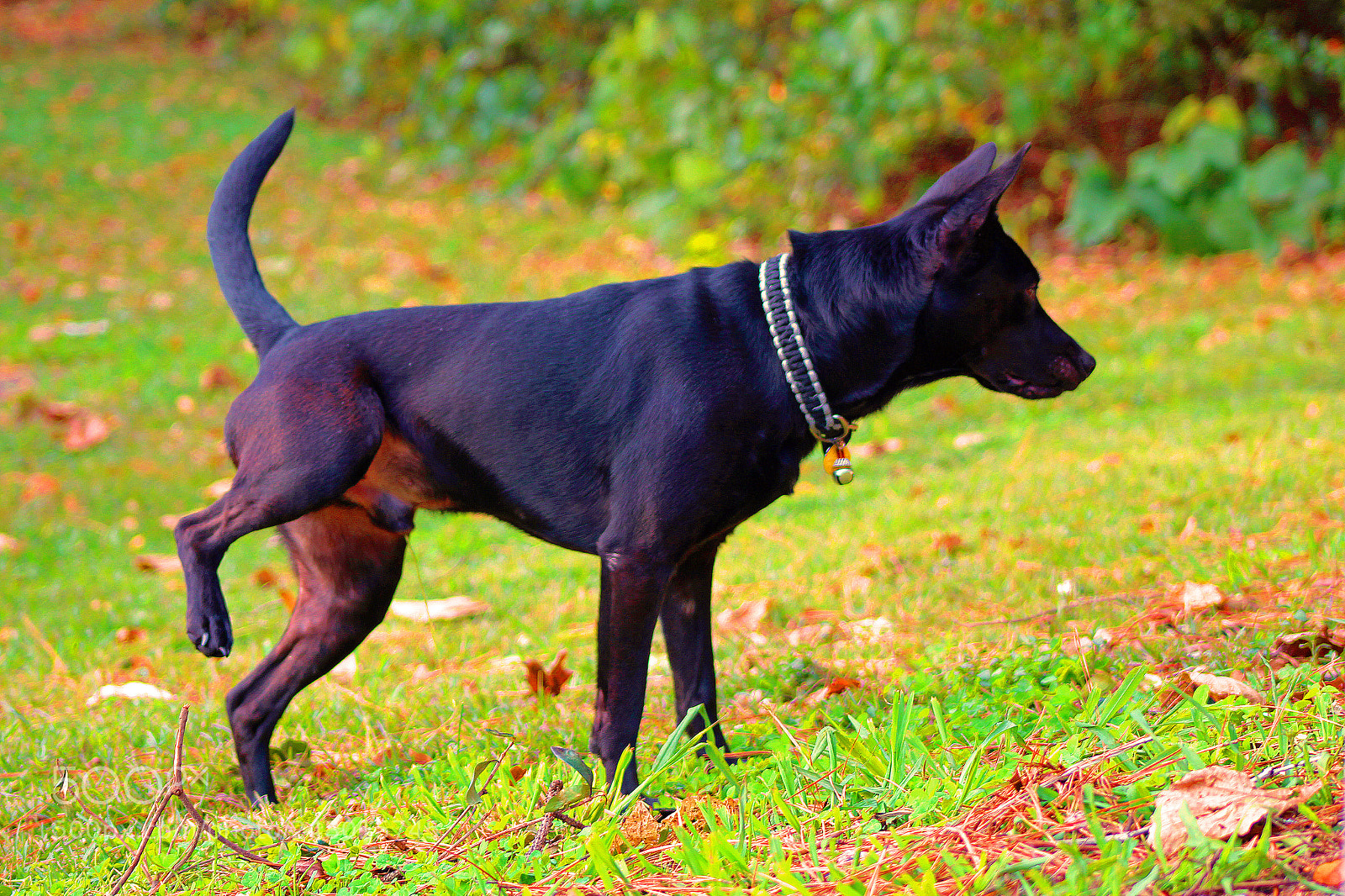 Canon EOS 100D (EOS Rebel SL1 / EOS Kiss X7) sample photo. Monty edit photography