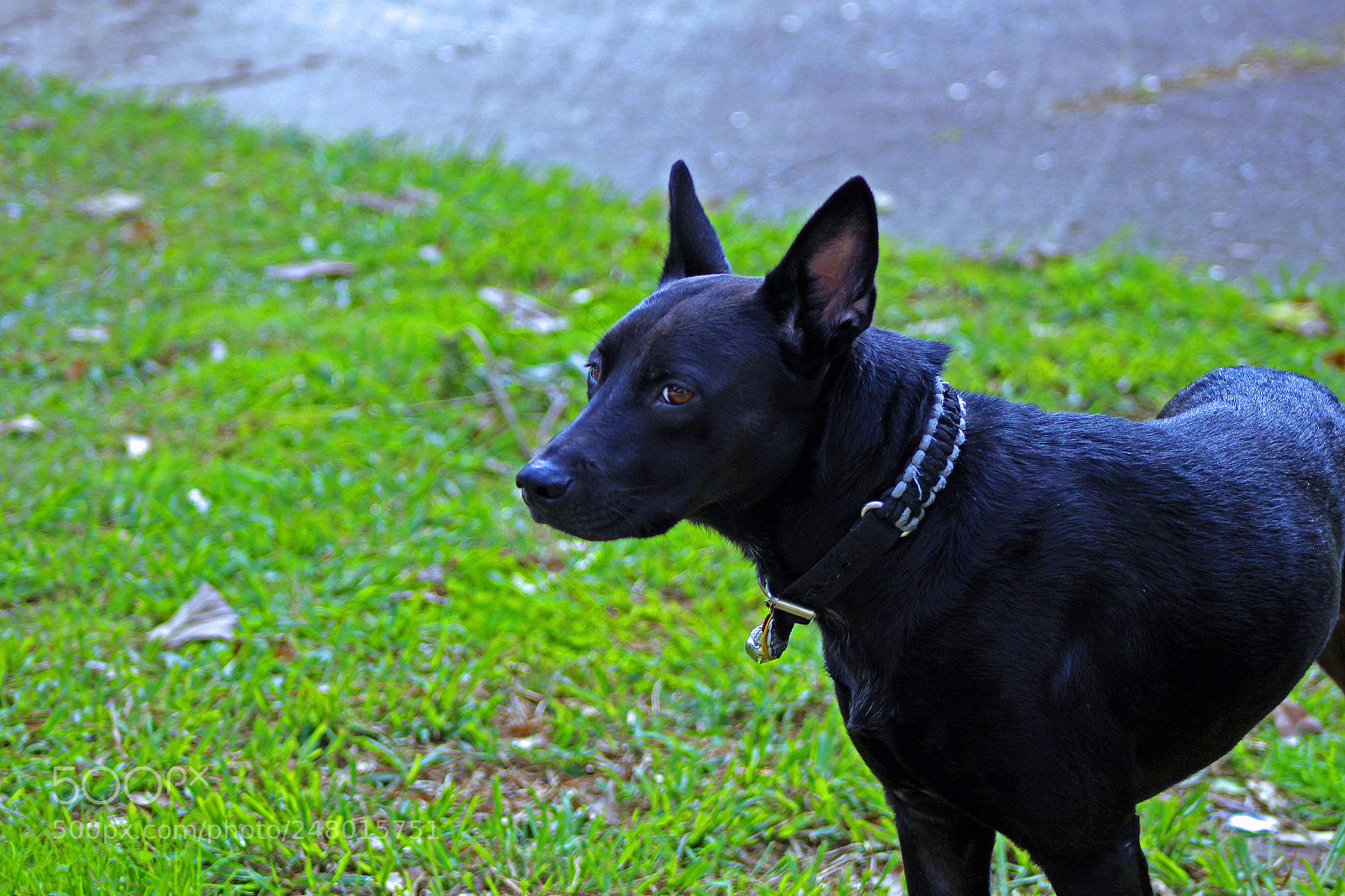 Canon EOS 100D (EOS Rebel SL1 / EOS Kiss X7) sample photo. Monty edit photography