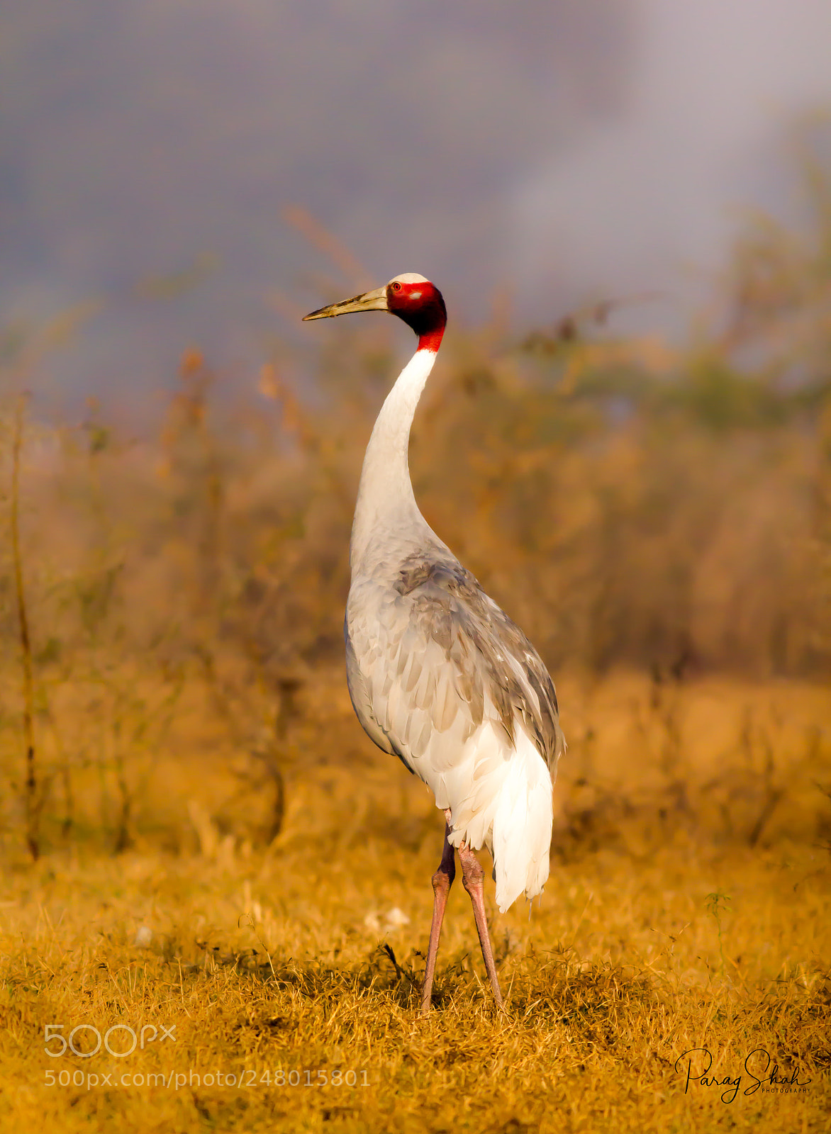 Canon EOS 550D (EOS Rebel T2i / EOS Kiss X4) sample photo. Sarus crane photography
