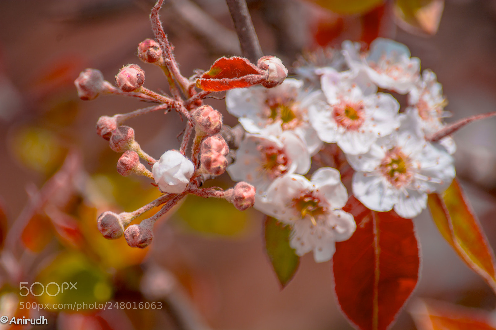 Nikon D7100 sample photo. Bud to bloom photography