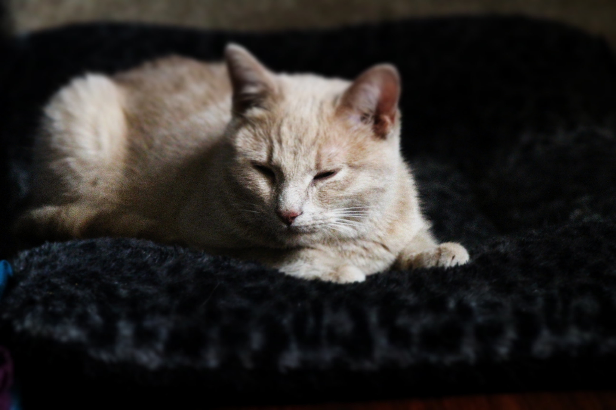 Canon EOS 100D (EOS Rebel SL1 / EOS Kiss X7) sample photo. Img photography