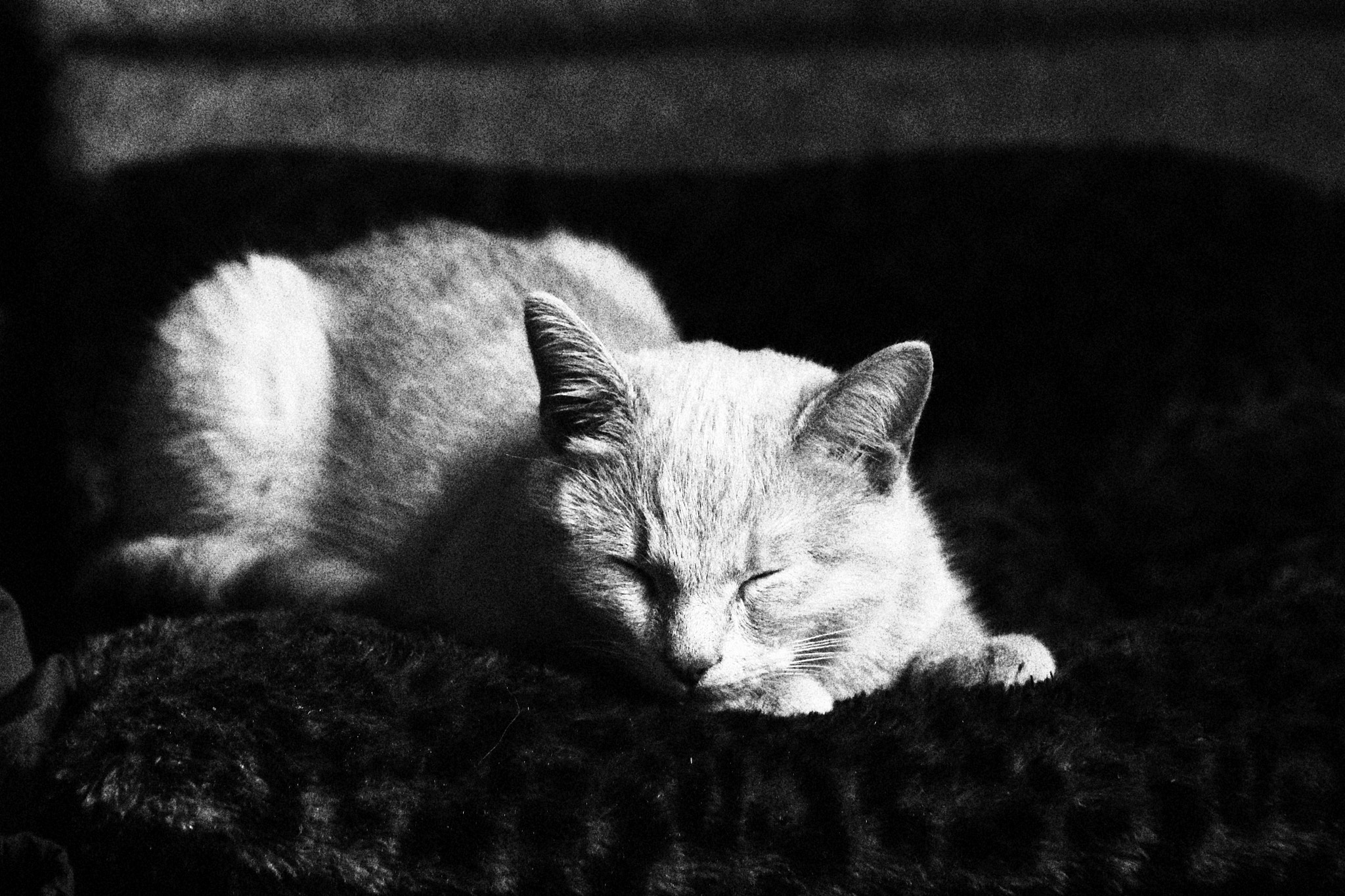 Canon EOS 100D (EOS Rebel SL1 / EOS Kiss X7) sample photo. Img photography