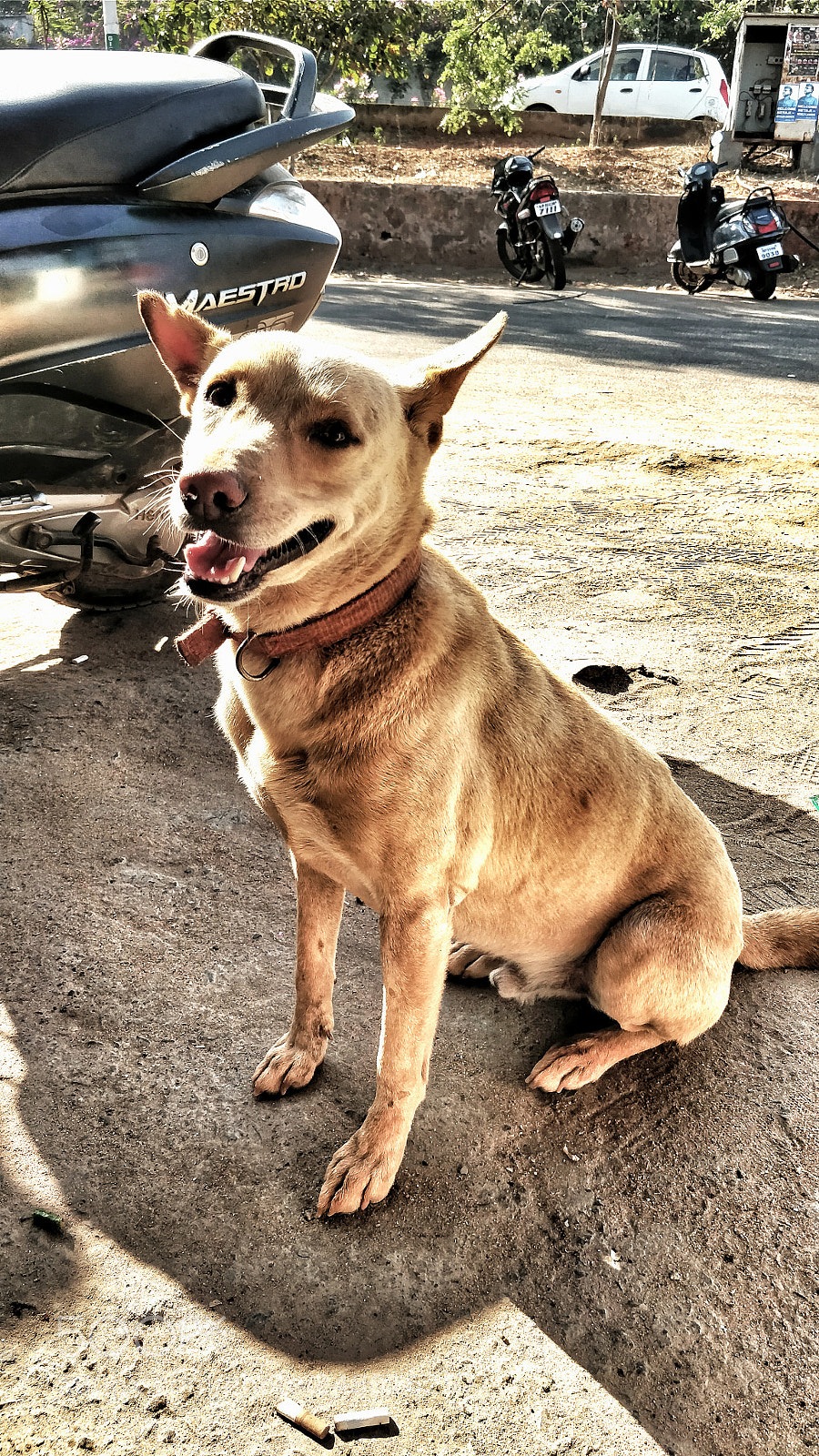 OnePlus 5 sample photo. Happy pupper photography